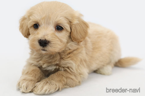 成約済の神奈川県のマルプー:マルチーズ×トイプードル-308952の1枚目